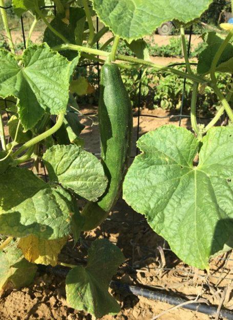Podere Gian Battaglia Fucecchio Ngoại thất bức ảnh